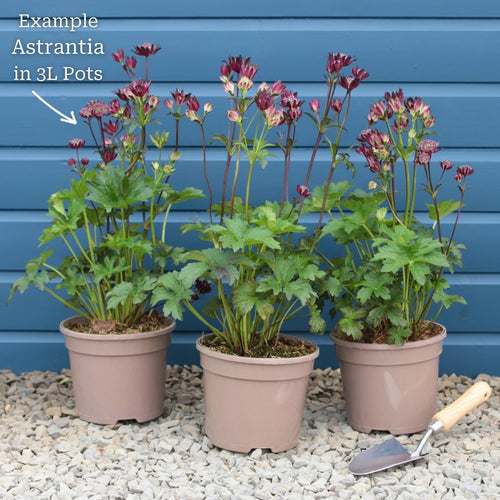 Astrantia 'Roma' Perennial Bedding