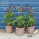 Astrantia 'Roma' Perennial Bedding