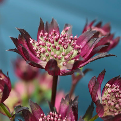 Astrantia 'Sparkling Stars Red' Perennial Bedding