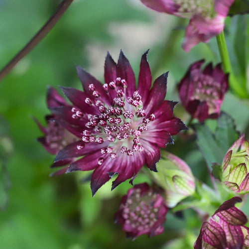Astrantia 'Sparkling Stars Red' Perennial Bedding