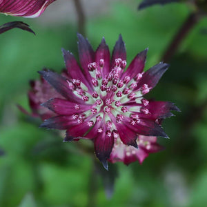 Astrantia 'Sparkling Stars Red' Perennial Bedding