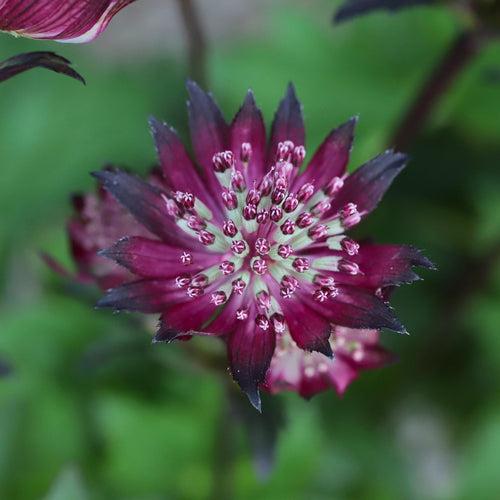 Astrantia 'Sparkling Stars Red' Perennial Bedding
