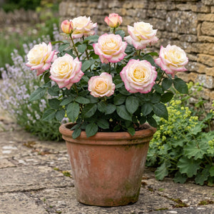 'Athena®' Hybrid Tea Rose | Bouquet Rose Shrubs
