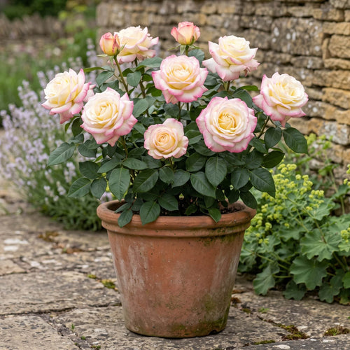 'Athena®' Hybrid Tea Rose | Bouquet Rose Shrubs