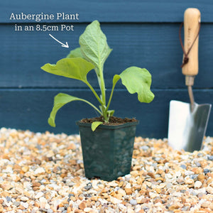 'Black Beauty' Aubergine Plants Vegetables