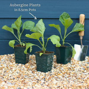 'Black Beauty' Aubergine Plants Vegetables
