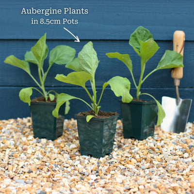 'Black Beauty' Aubergine Plants Vegetables