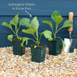 'Black Beauty' Aubergine Plants Vegetables