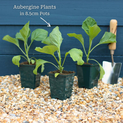 'Black Beauty' Aubergine Plants Vegetables