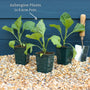 'Black Beauty' Aubergine Plants Vegetables