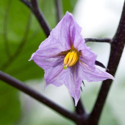 'Black Beauty' Aubergine Plants Vegetables