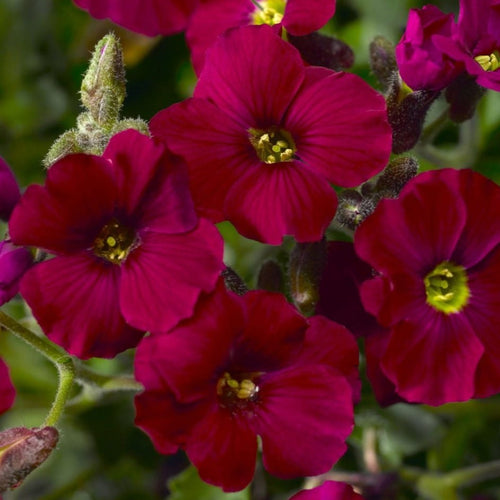 Aubrieta Axcent Burgundy Perennial Bedding
