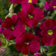 Aubrieta Axcent Burgundy Perennial Bedding