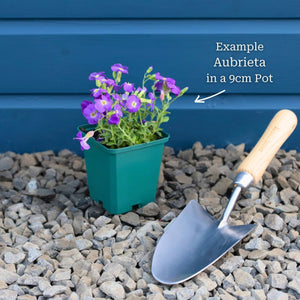 Aubrieta 'Kitte Blue' Perennial Bedding