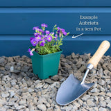 Aubrieta 'Kitte Blue' Perennial Bedding