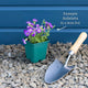 Aubrieta 'Kitte Blue' Perennial Bedding