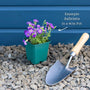 Aubrieta 'Kitte Blue' Perennial Bedding