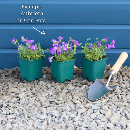 Aubrieta 'Kitte Blue' Perennial Bedding