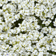 Aubrieta 'Florado White' Perennial Bedding