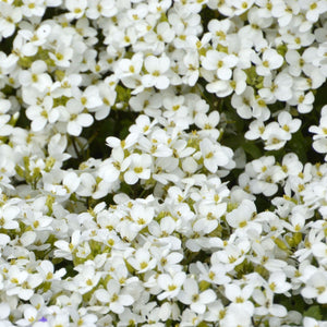 Aubrieta 'Florado White' Perennial Bedding