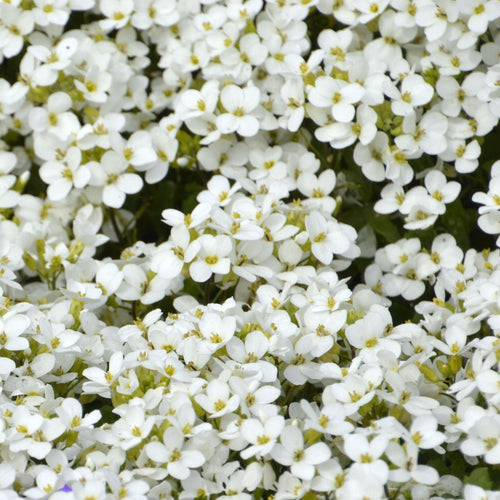 Aubrieta 'Florado White' Perennial Bedding