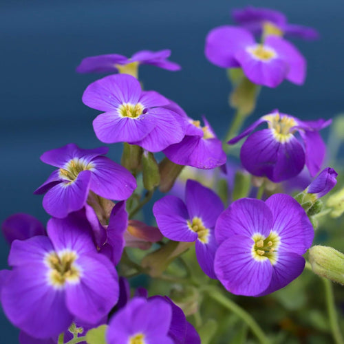 Aubrieta 'Kitte Blue' Perennial Bedding