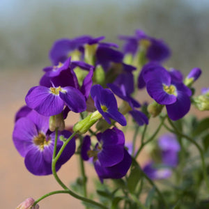 Aubrieta 'Kitte Blue' Perennial Bedding