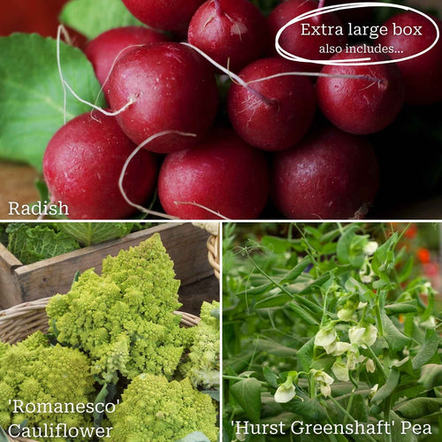 Autumn Allotment in a Box | Best Autumn Vegetables Vegetables