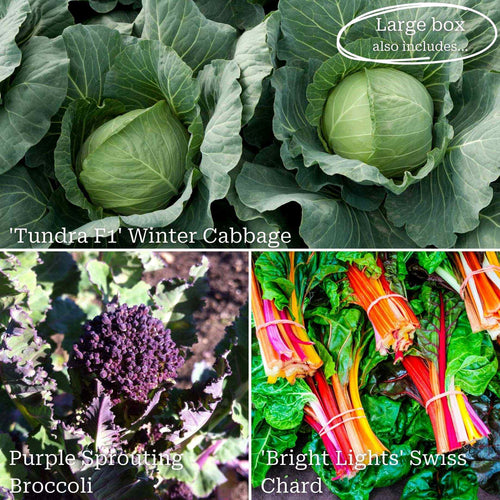 Autumn Allotment in a Box | Best Autumn Vegetables Vegetables