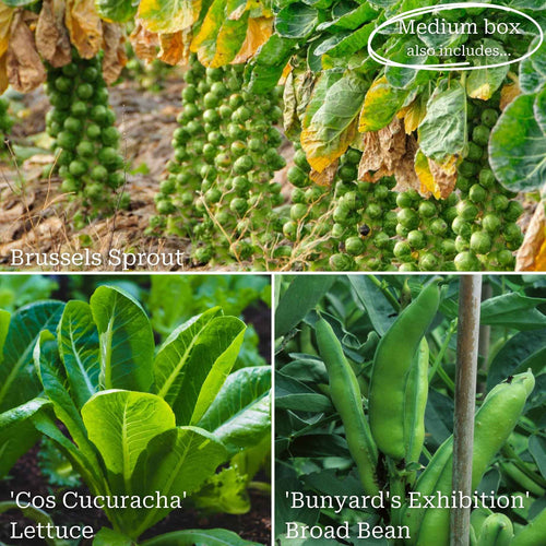 Autumn Allotment in a Box | Best Autumn Vegetables Vegetables