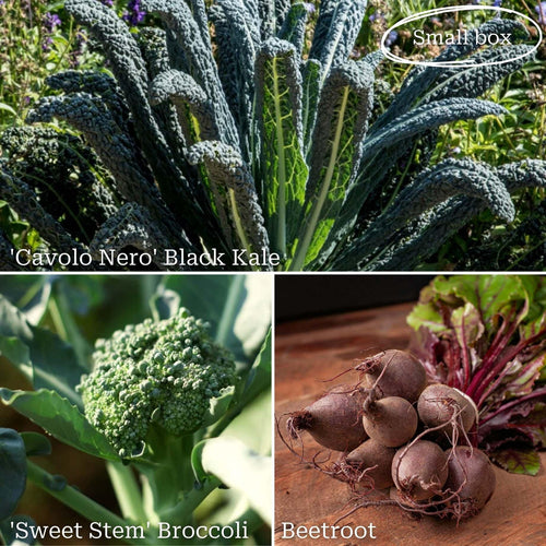 Autumn Allotment in a Box | Best Autumn Vegetables Vegetables