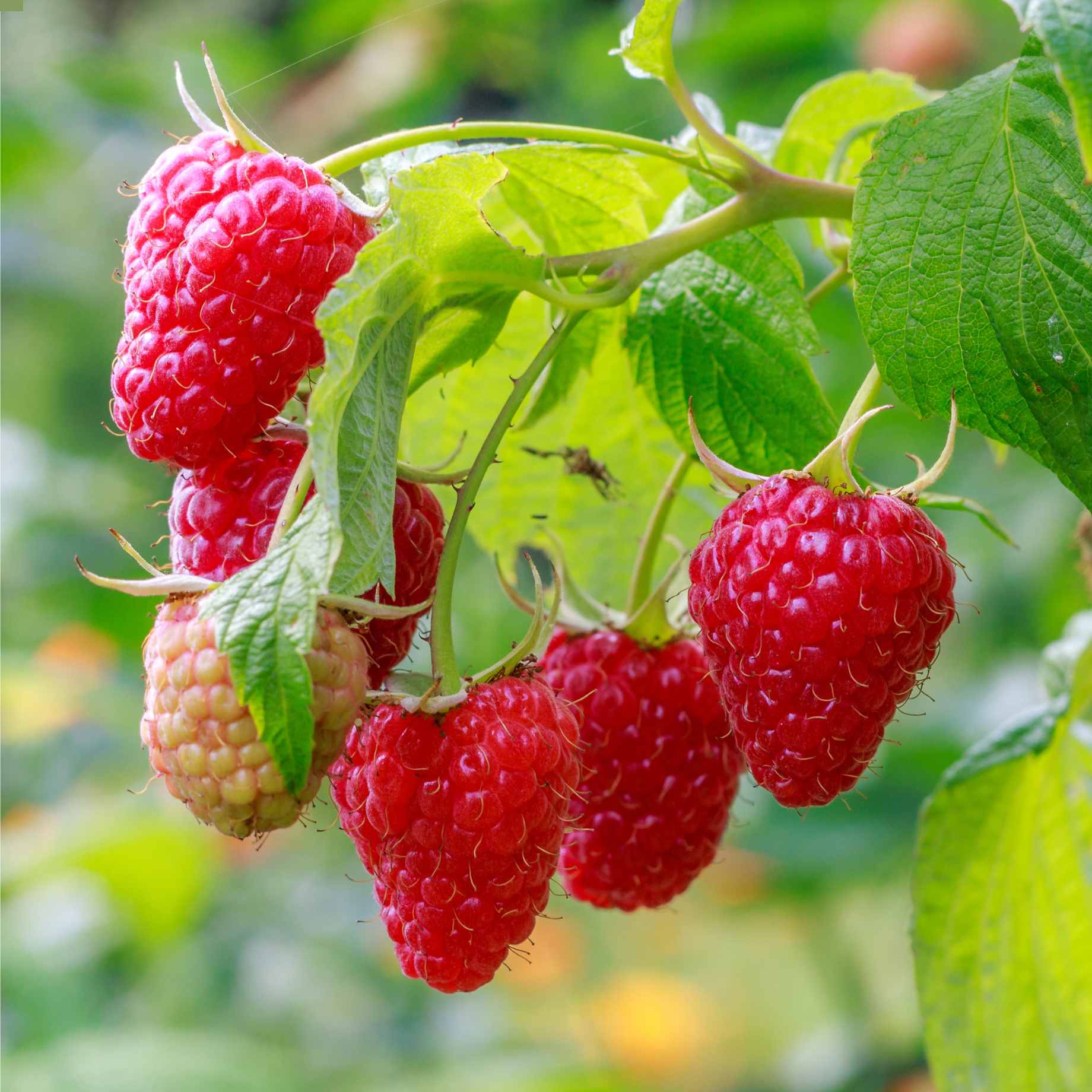 Best Raspberry Plants to Grow in the UK – Roots Plants