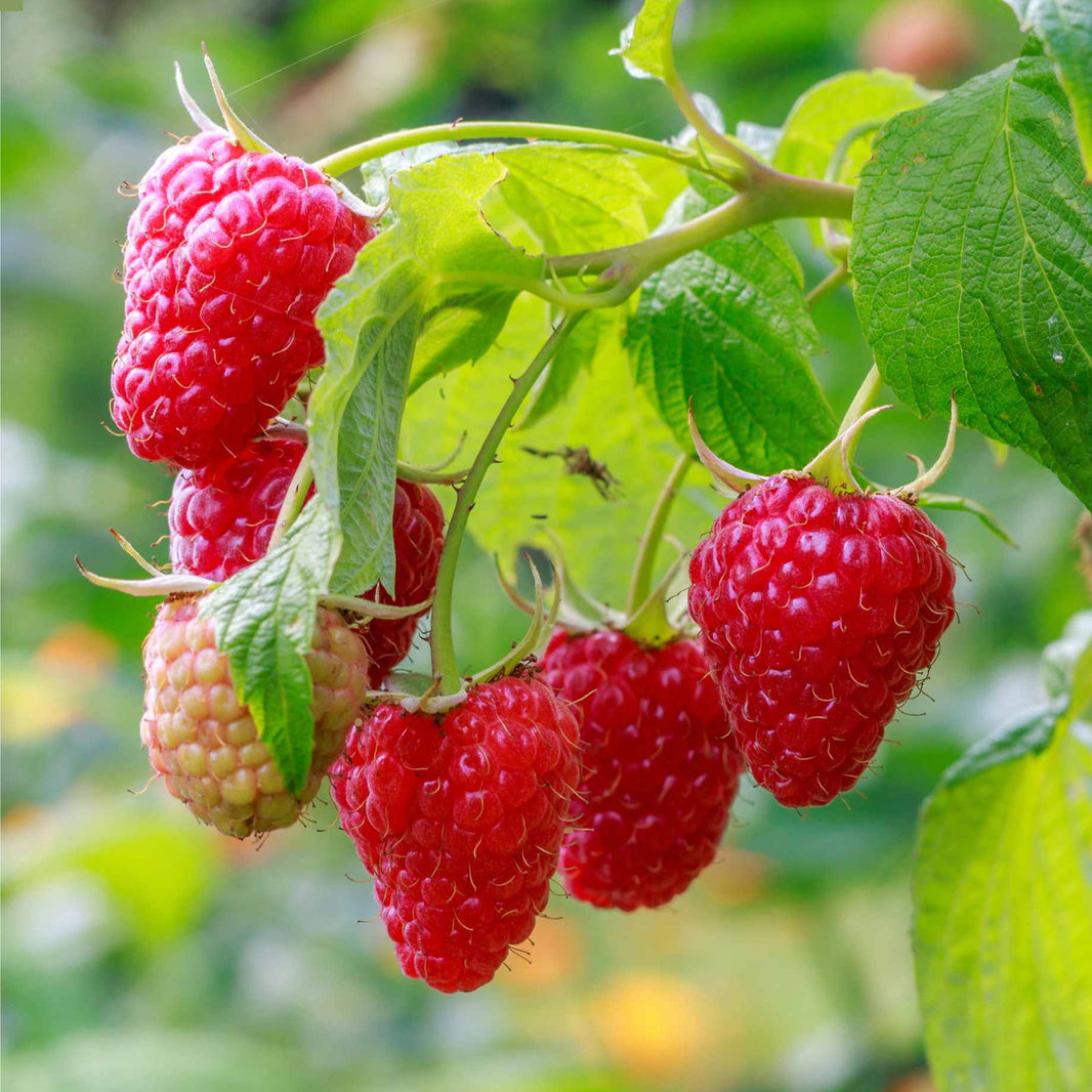 Royal Raspberry Plant Best Raspberry Plants to Grow in the UK – Roots Plants
