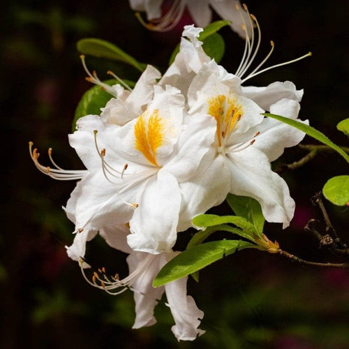Azalea 'Daviesii' Shrubs
