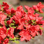 Azalea 'Excelsior' Shrubs
