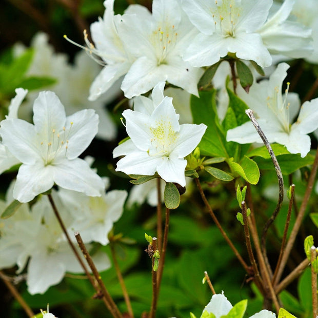 Azalea 'Pleasant White' Shrubs