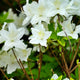 Azalea 'Pleasant White' Shrubs