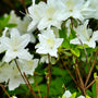 Azalea 'Pleasant White' Shrubs