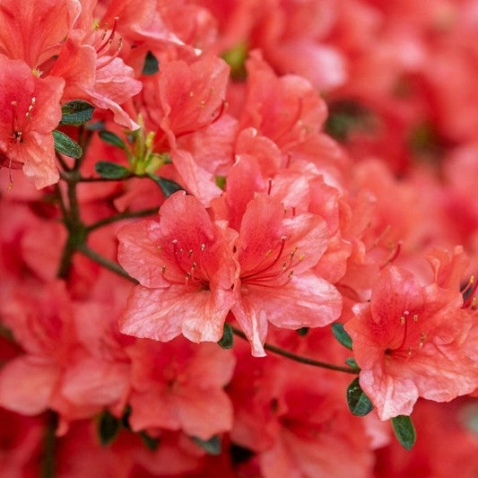 Azalea 'Rex' Shrubs