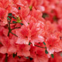 Azalea 'Rex' Shrubs