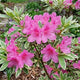 Azalea 'Silver Queen' Shrubs