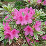 Azalea 'Silver Queen' Shrubs