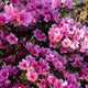 Azalea 'Violetta' Shrubs