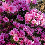 Azalea 'Violetta' Shrubs