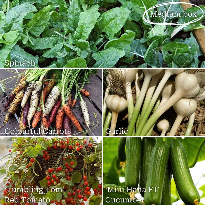 Beginner's Allotment in a Box | Easiest Vegetables Vegetables