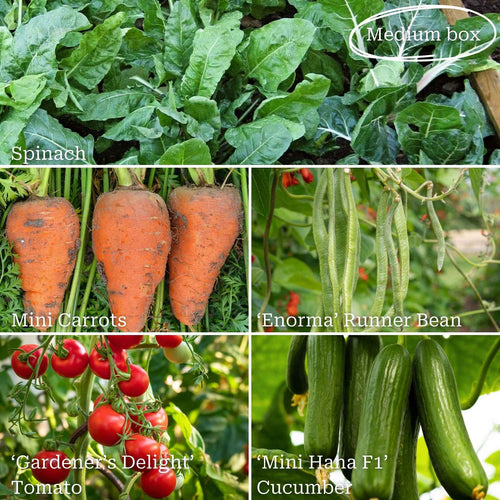 Beginner's Allotment in a Box | Easiest Vegetables Collection Vegetables