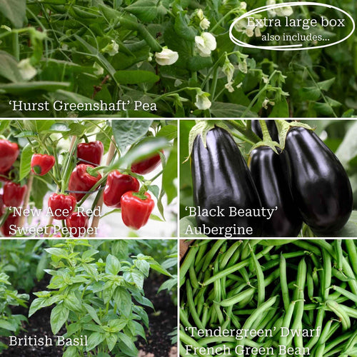 Beginner's Allotment in a Box | Easiest Vegetables Collection Vegetables