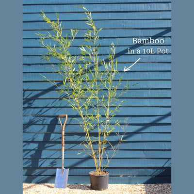 Red Bamboo | Fargesia scabrida 'Asian Wonder' Shrubs