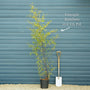 Red Bamboo | Fargesia scabrida 'Asian Wonder' Shrubs