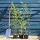 Green Bamboo | Phyllostachys bisettii Shrubs